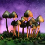 California stays trippy as Magic Mushrooms take major step towards legalization magic mushrooms