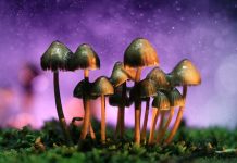 magic mushrooms