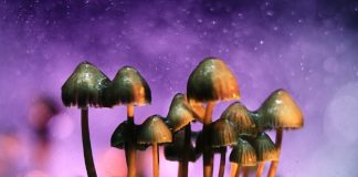 magic mushrooms