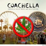 coachella marijuana