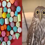 WARNING over OWL Ecstasy pills after six 13-year-olds were taken to hospital