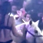 nightclub horse