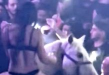 nightclub horse