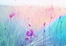 Progressive State Records present the forthcoming release from Alex H “Snip”! alex h