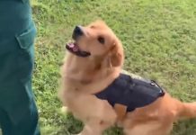 Drug-Sniffing Dog overdoses on Ecstasy while screening for Holy Ship!