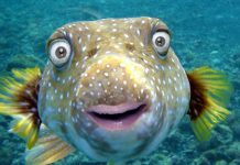 High levels of Cocaine in London river are making fish hyperactive