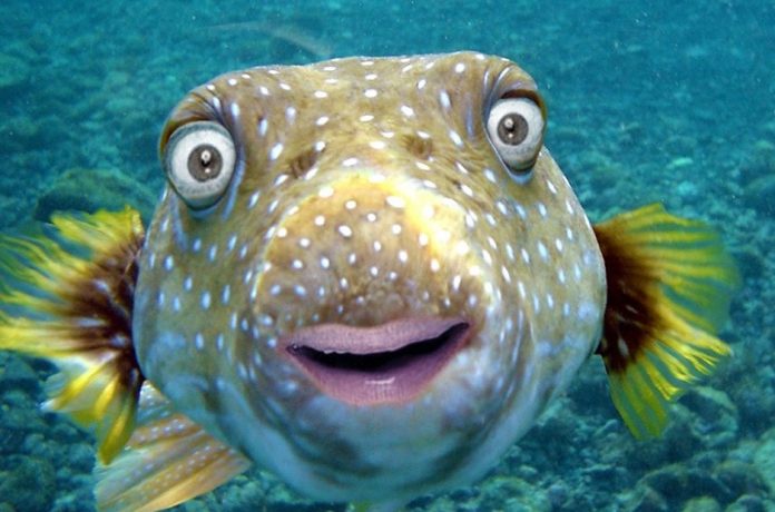 fish-ravejungle