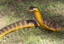 Drug overdose at this music festival was actually a Snake bite