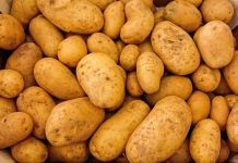 Music Festival is leaking its 2019 line-up with… Potatoes