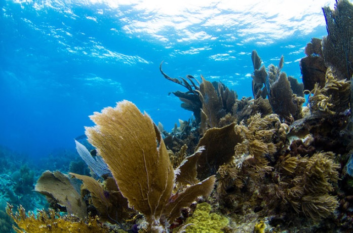 Underwater music festival fills ocean with sound [VIDEO] | Rave Jungle