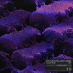 Tomorrowland Music and Rampage are teaming up for an exciting collaborative EP